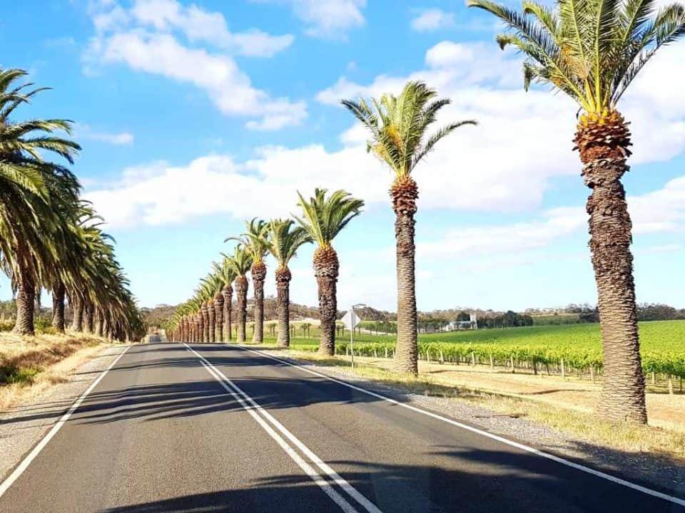 australien weinregionen strasse in barossa valley mit palmen