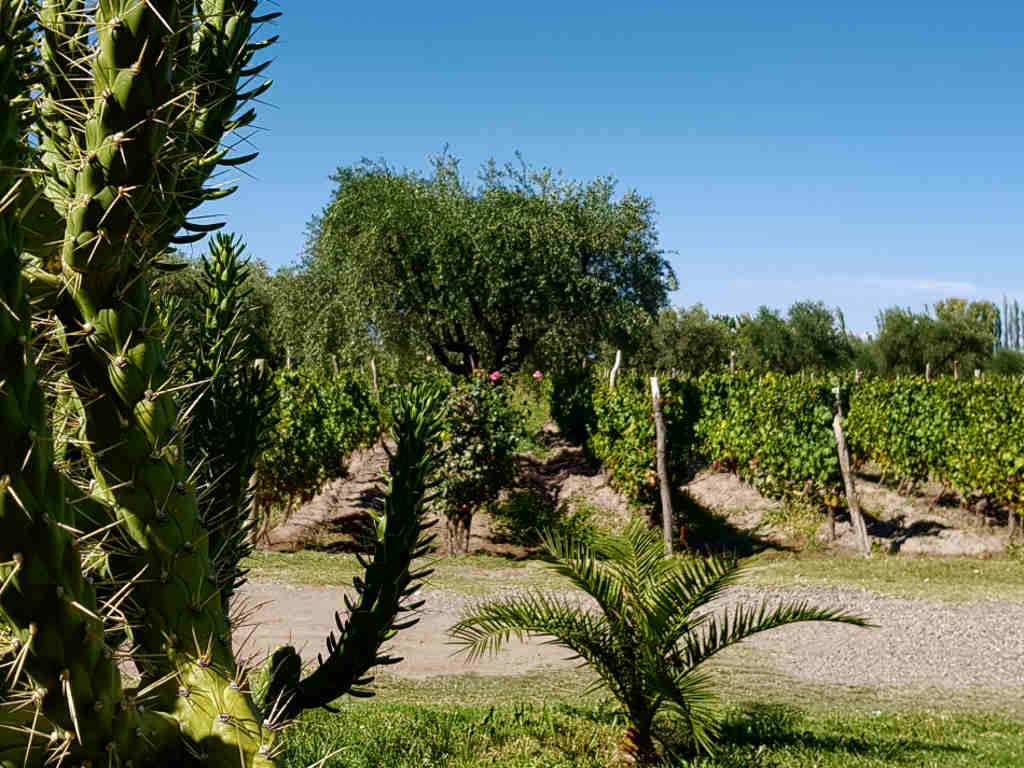 weinregion maipu kaktus in reben bb