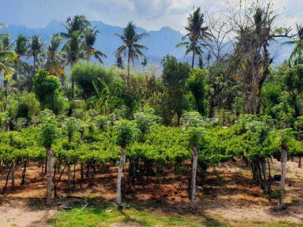 blick auf weinfelder mit palmen von hatten wines auf bali