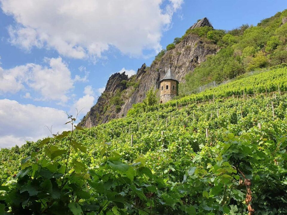 ahr wein weinregion um königswinter