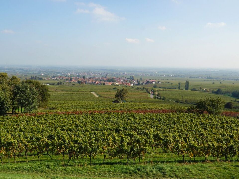 weinwanderung pfalz